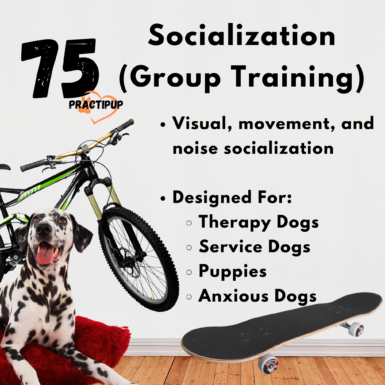 advanced socialization group class for $75 per session